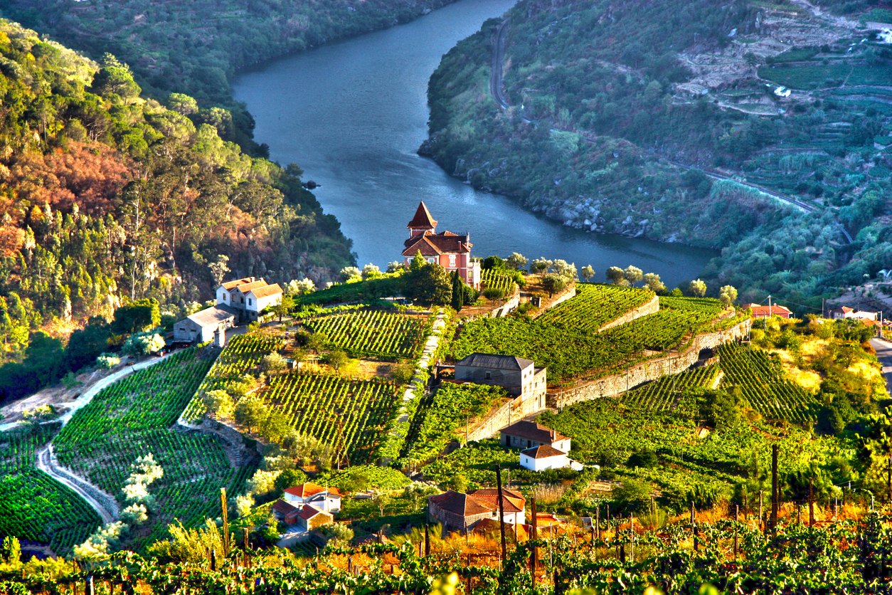 Douro Valley Vineyards